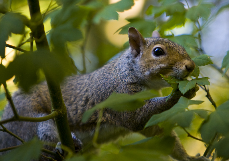 Eastern Gray Squirrel